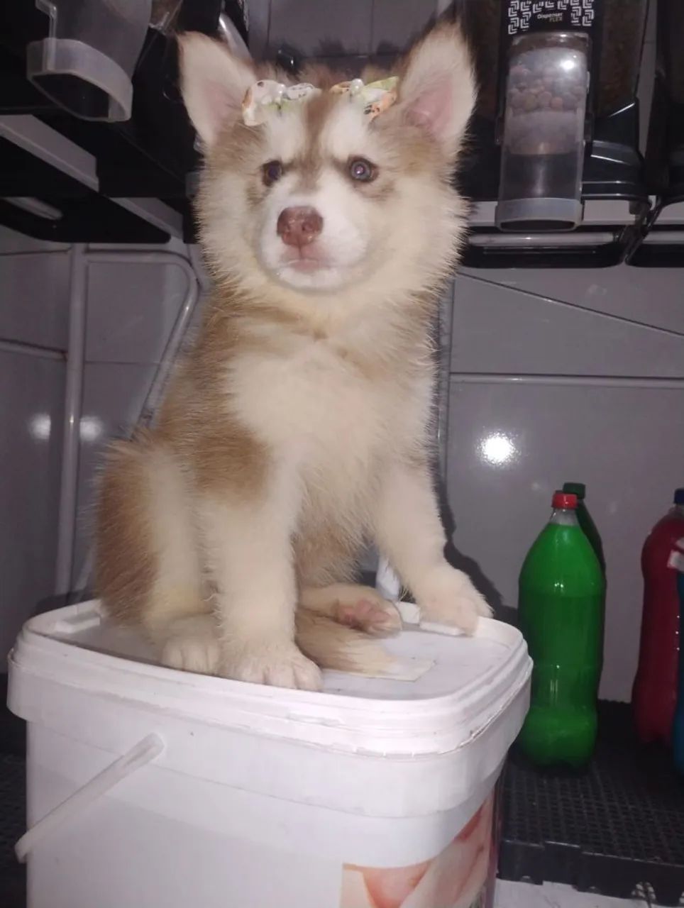 Husky Sibériano  - Foto 3