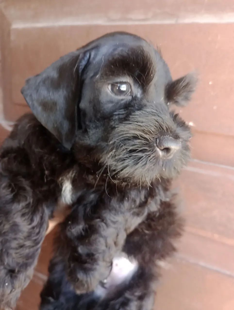 Schnauzer Miniatura macho  - Foto 4