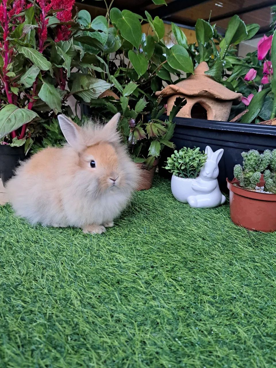 mini coelhos  - Foto 3