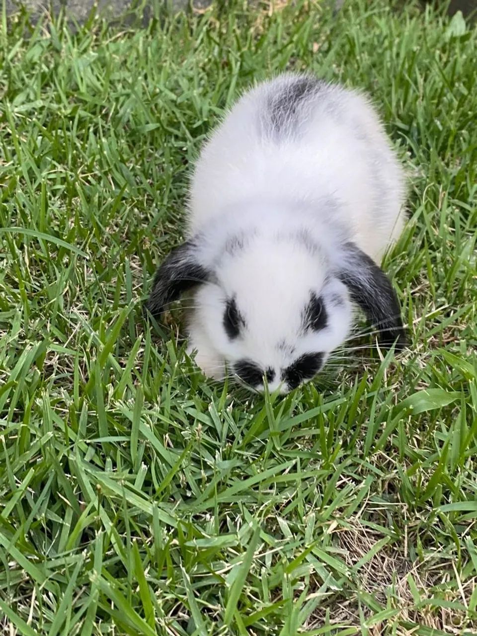 Rabbit kitten65203907931395123