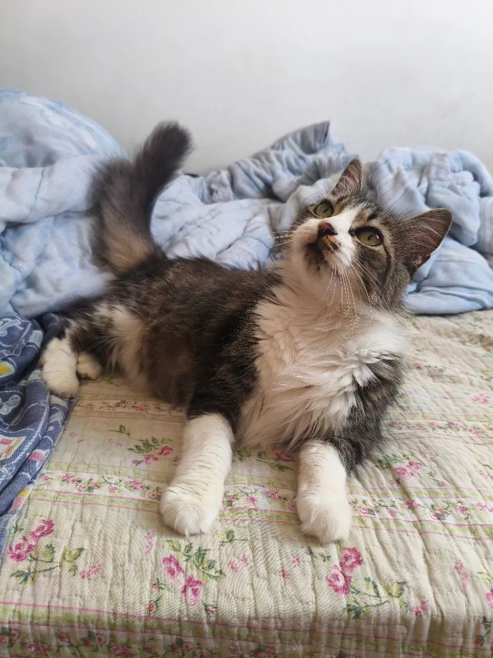 ? Doação de Gatinhos! ? - Foto 5