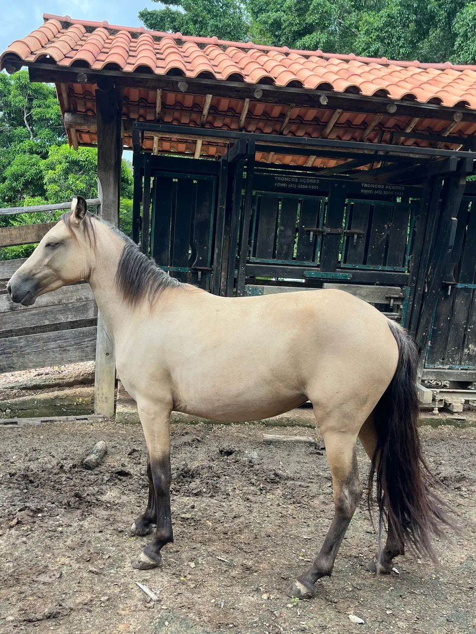 Potra égua mangalarga marchador 