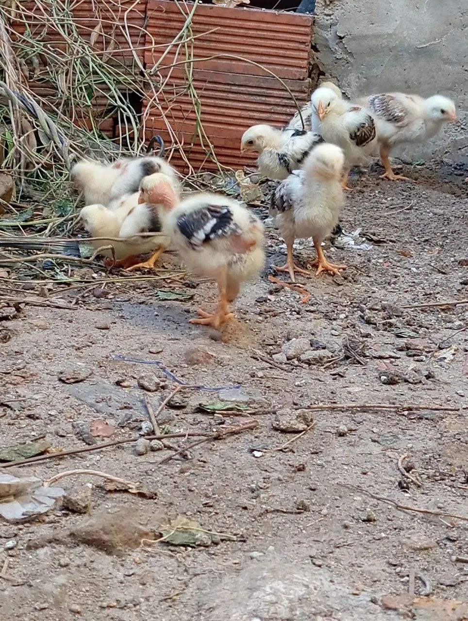 Pintinhos de capoeira  - Foto 5