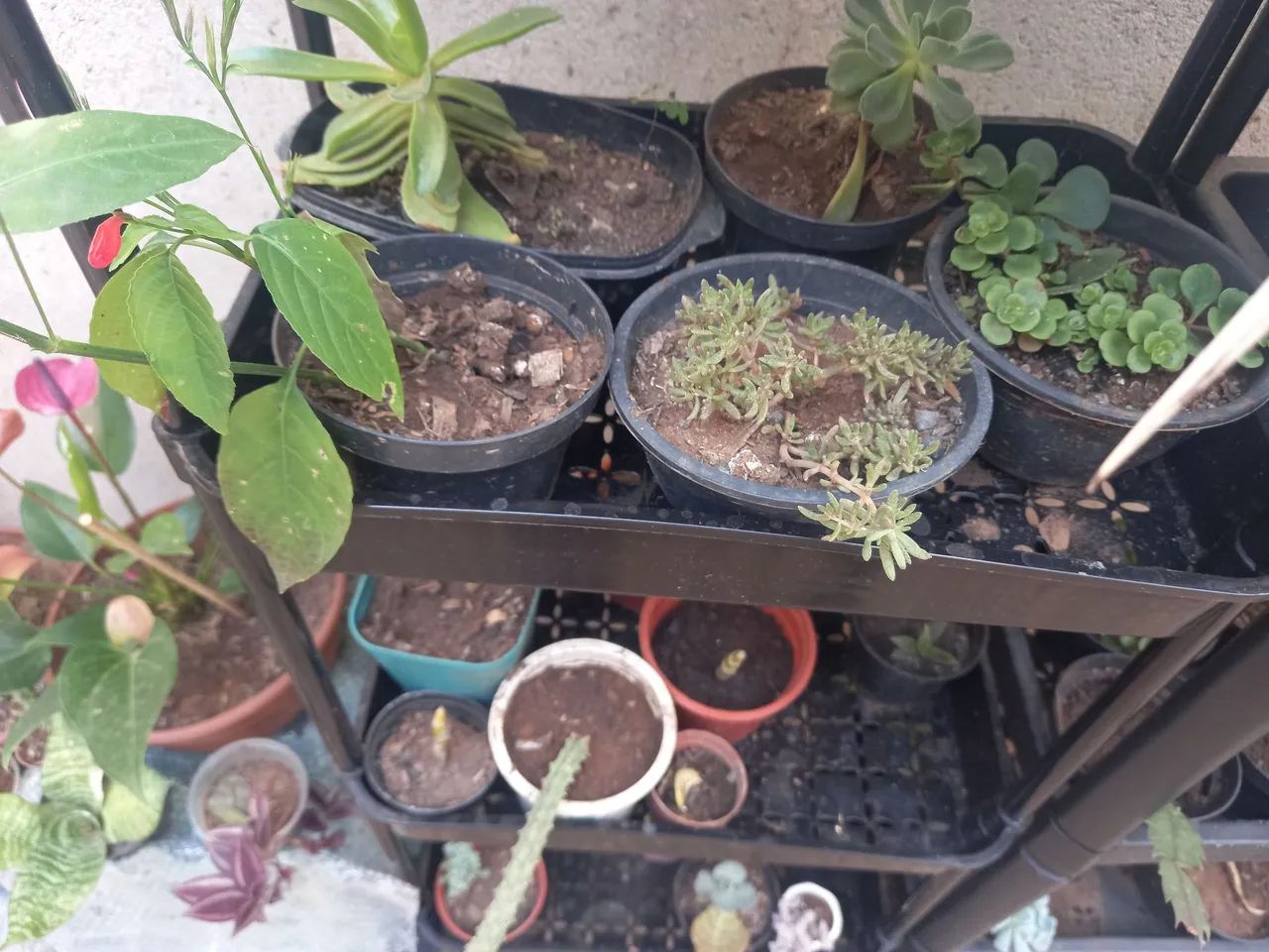 Kit 10 mudas - Foto 5