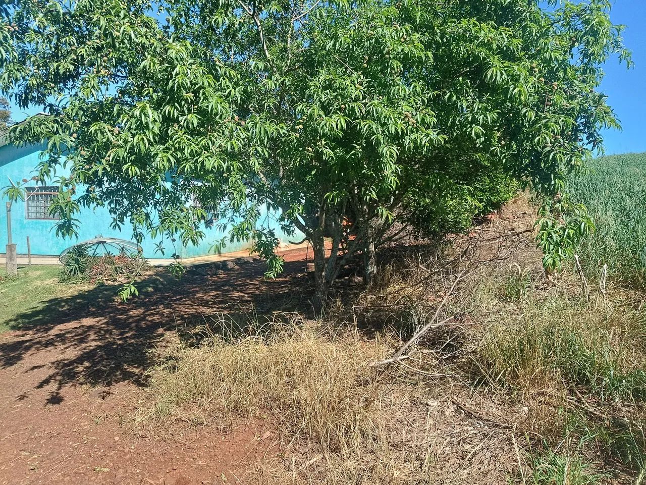 Chácara  - Foto 4