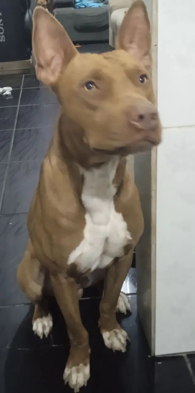 Doação responsável  - Foto 2