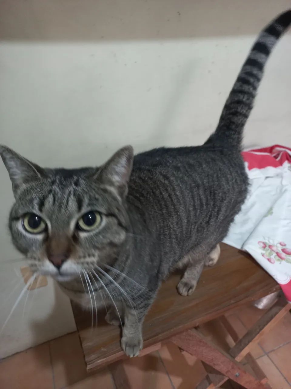 Doação de uma gatinha  - Foto 3