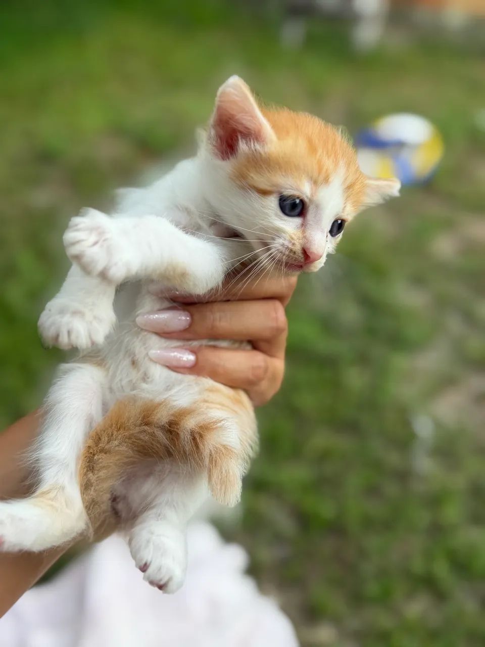 Doação de Gatinhas - Foto 3