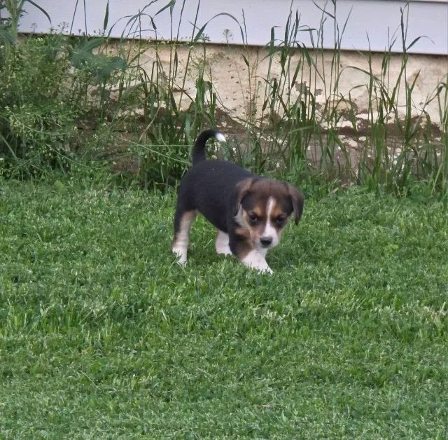 Beagle muito brincalhao 