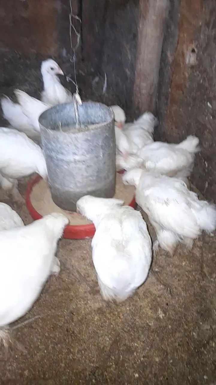 Pintos brahma white puro - Foto 2