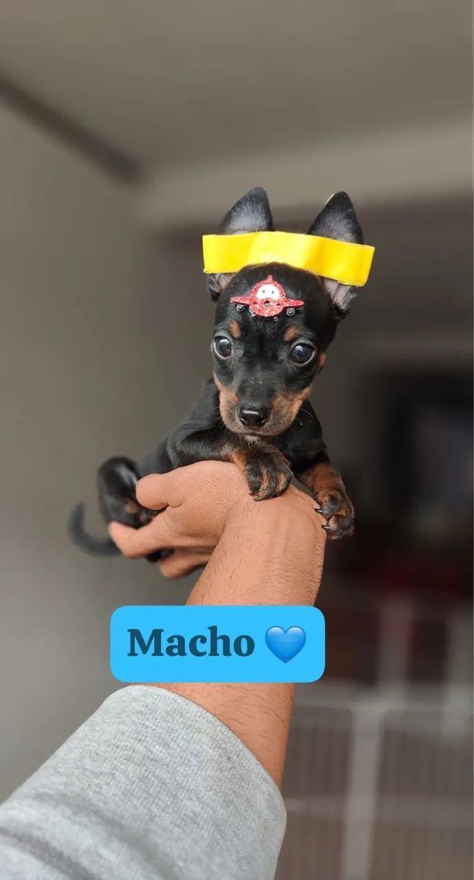 Pinscher com 70 dias vacinado é garantia 