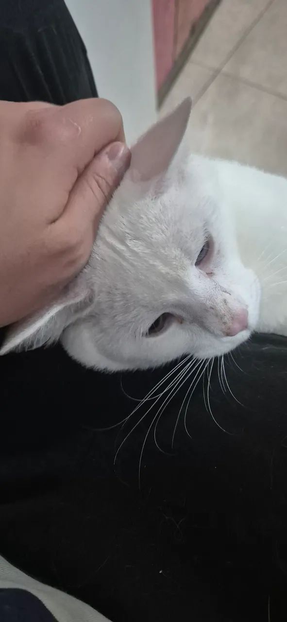 Doa-se gato misto de angora turco - Foto 2
