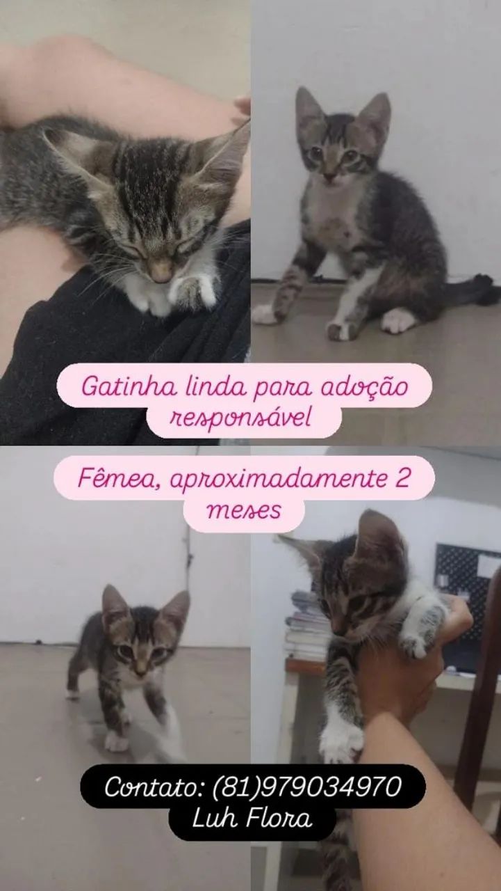 Gatinho fofinho para adoção  - Foto 3