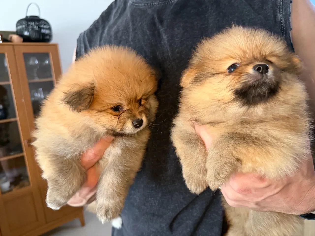 Filhote de Spitz puro, Macho - Foto 3