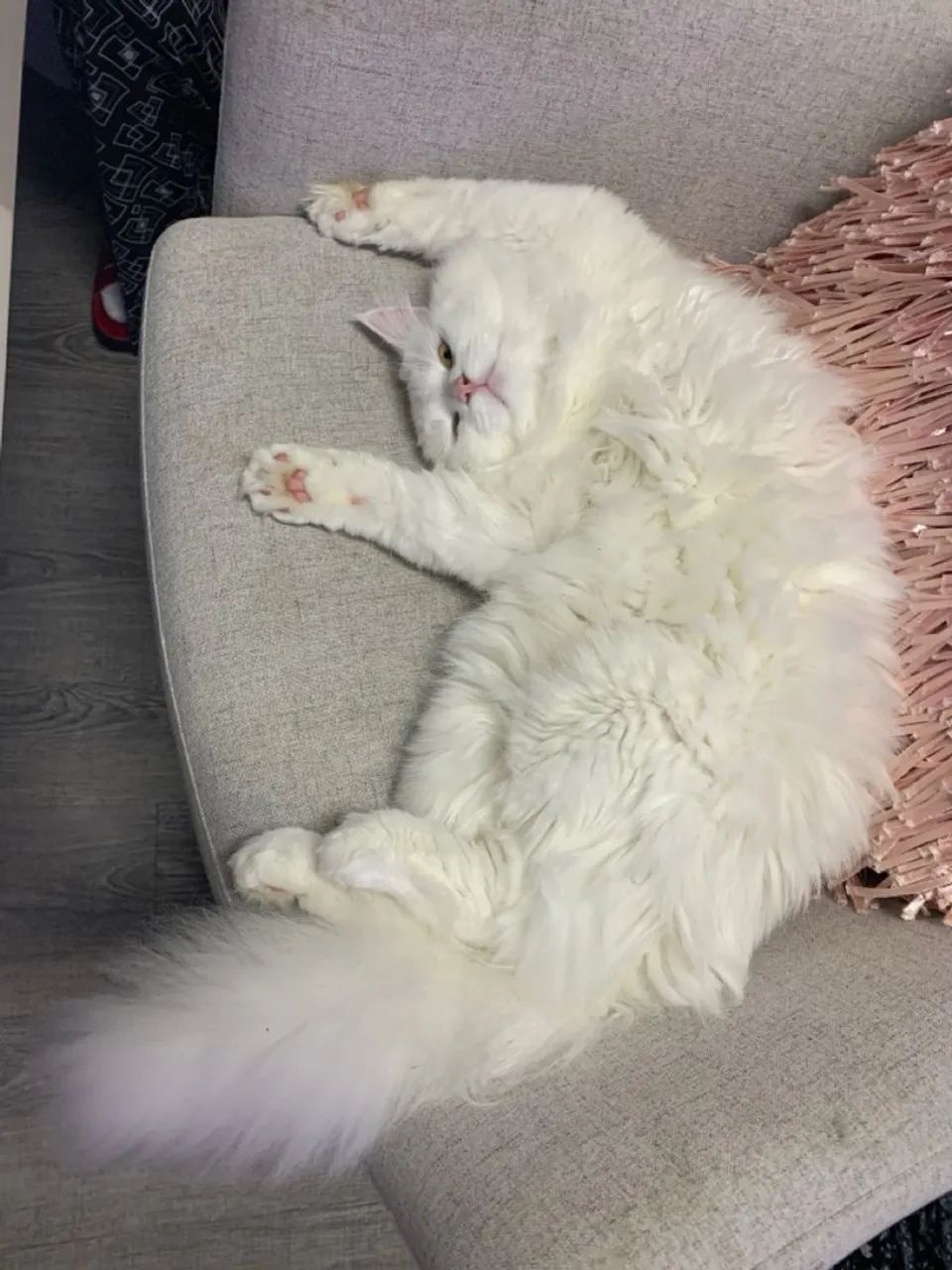 Gato persa  - Foto 3