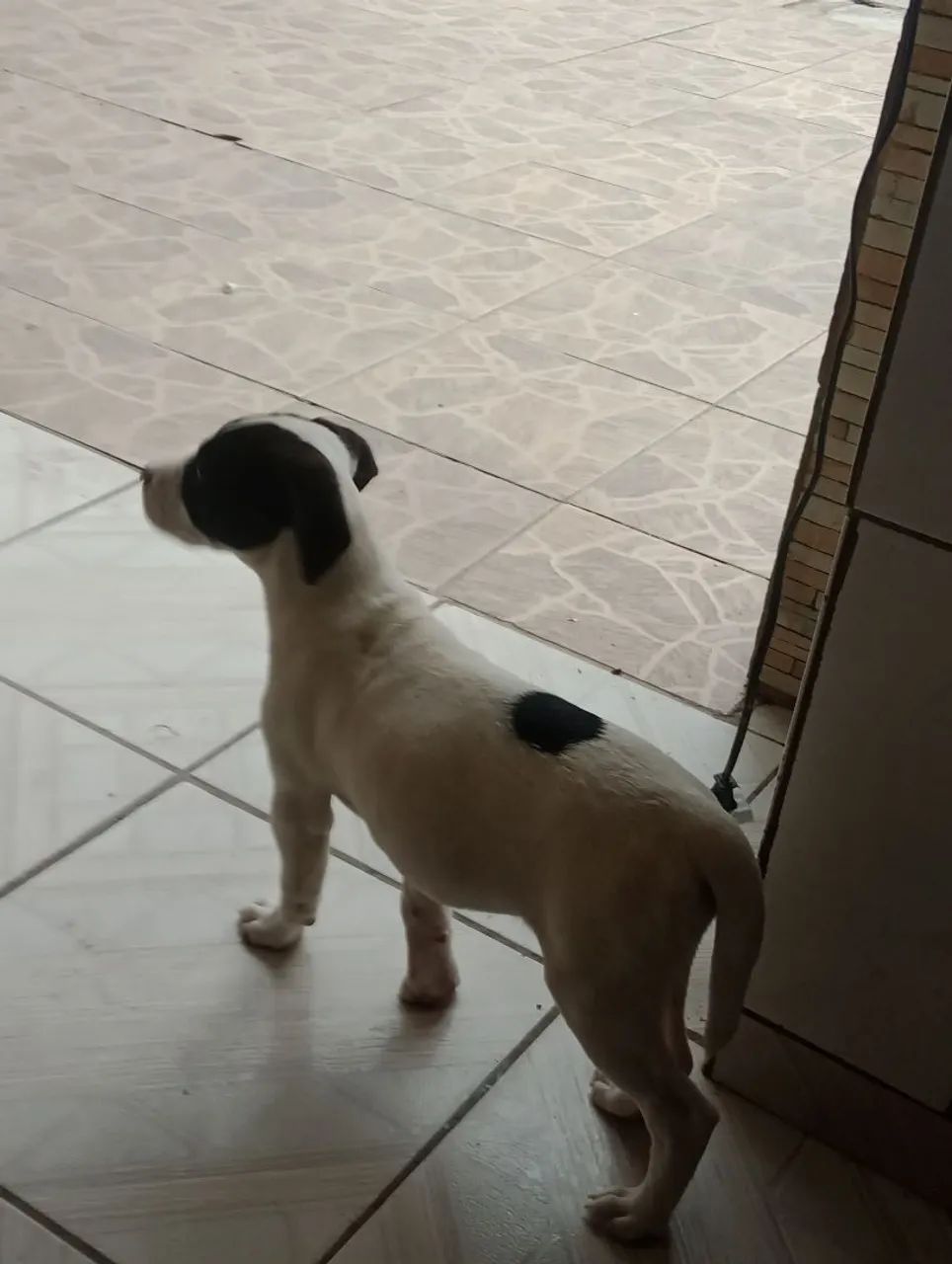 Doa se mestiço de pittbul - Foto 3