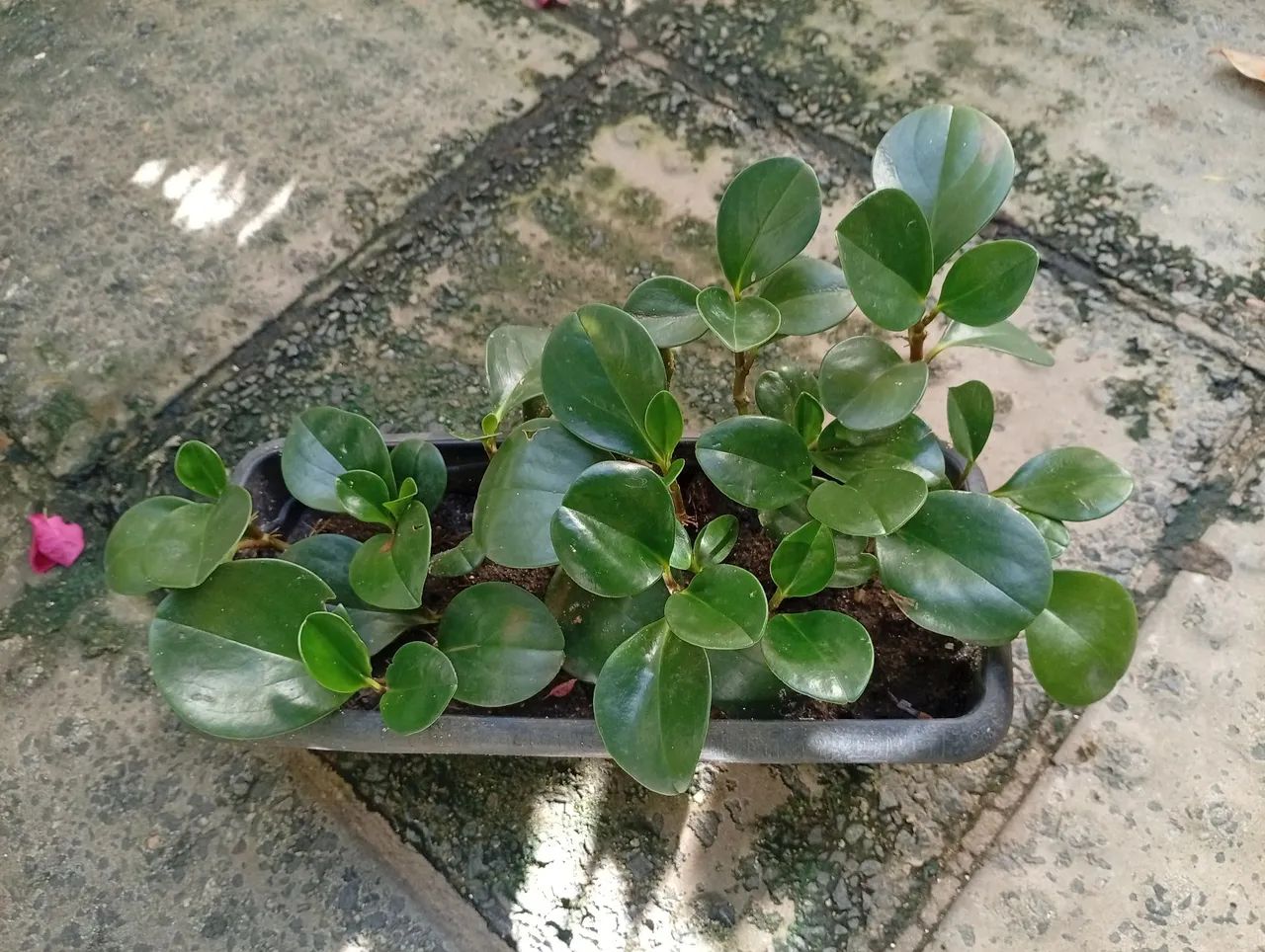 Peperomia