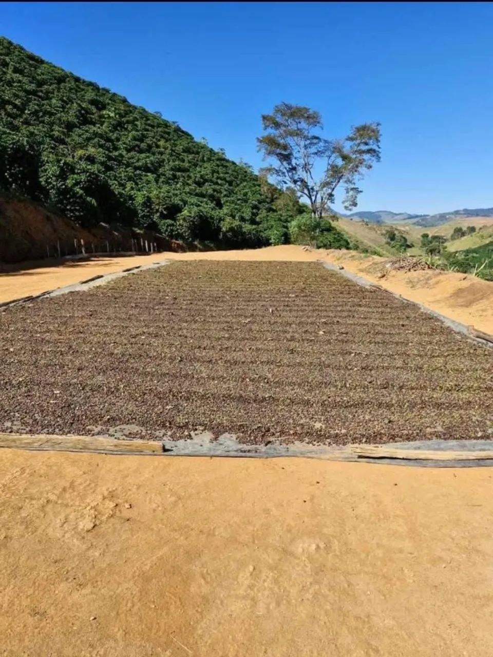 Terreno com café - Foto 3
