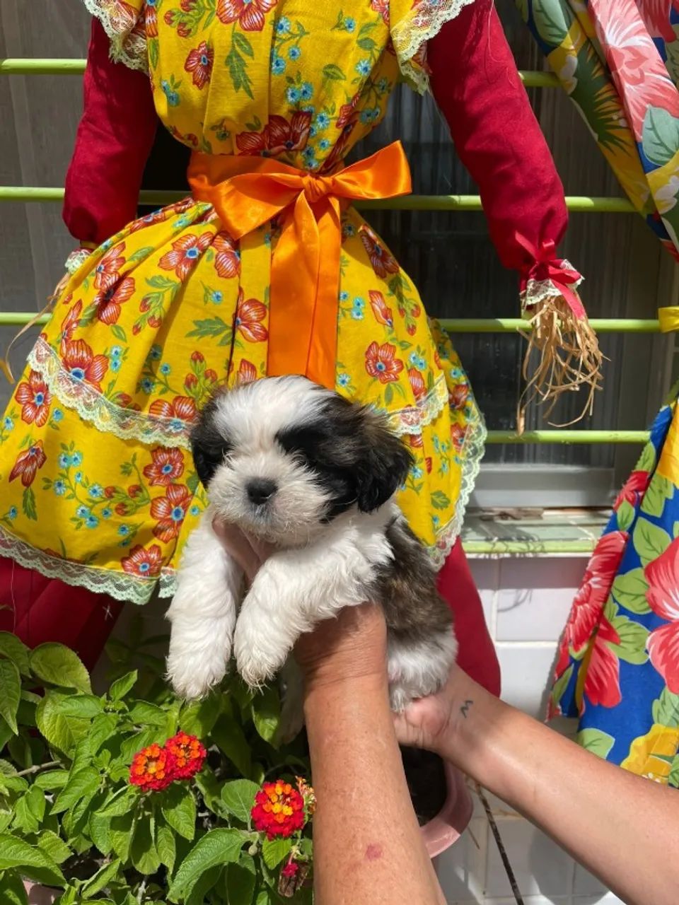 Lindos Filhotes de Shihtzu - Foto 5