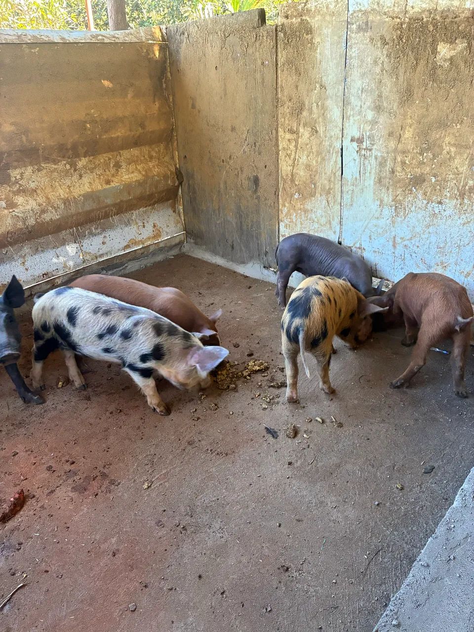Porcos caipira  - Foto 4