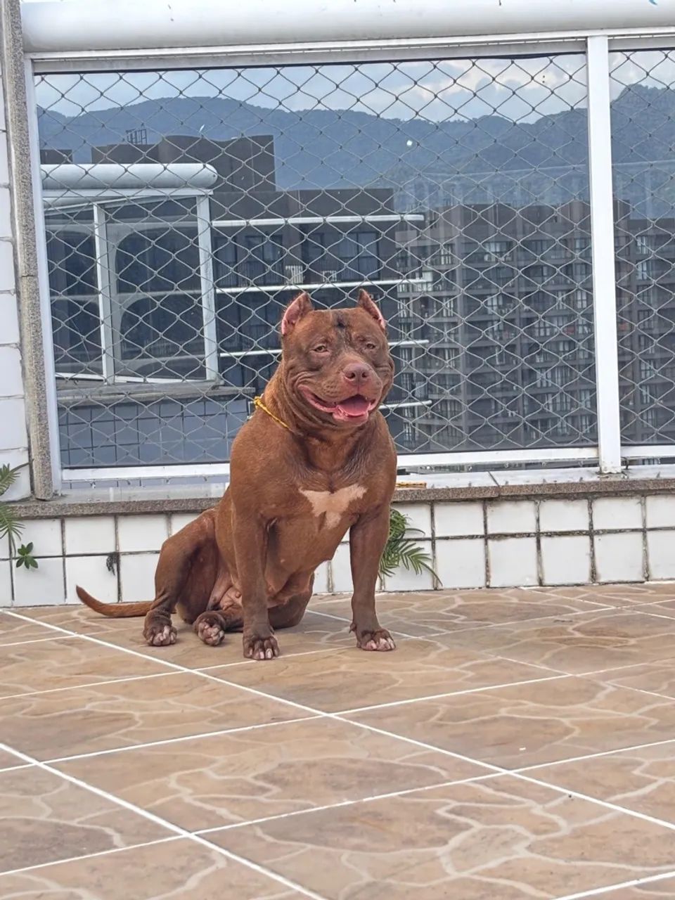 FILHOTES PITMONSTER