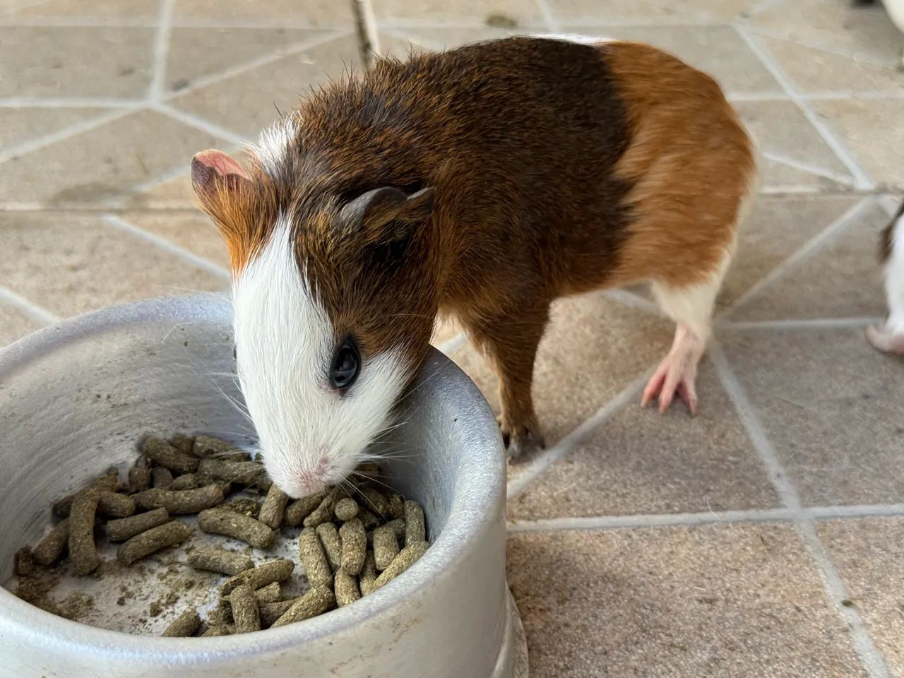 Porquinhos da Índia 