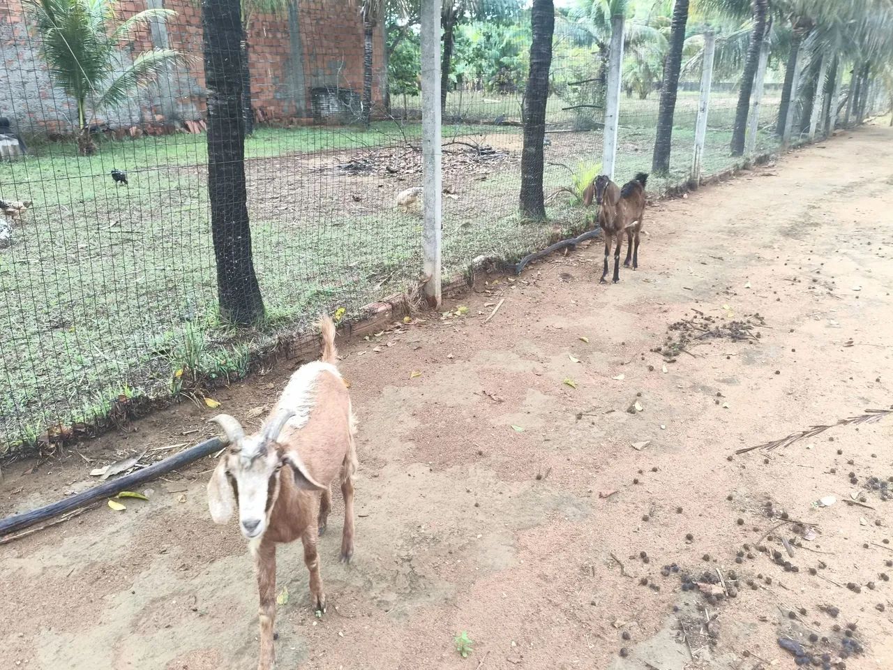 CASAL DE BODES NOVOS  - Foto 3
