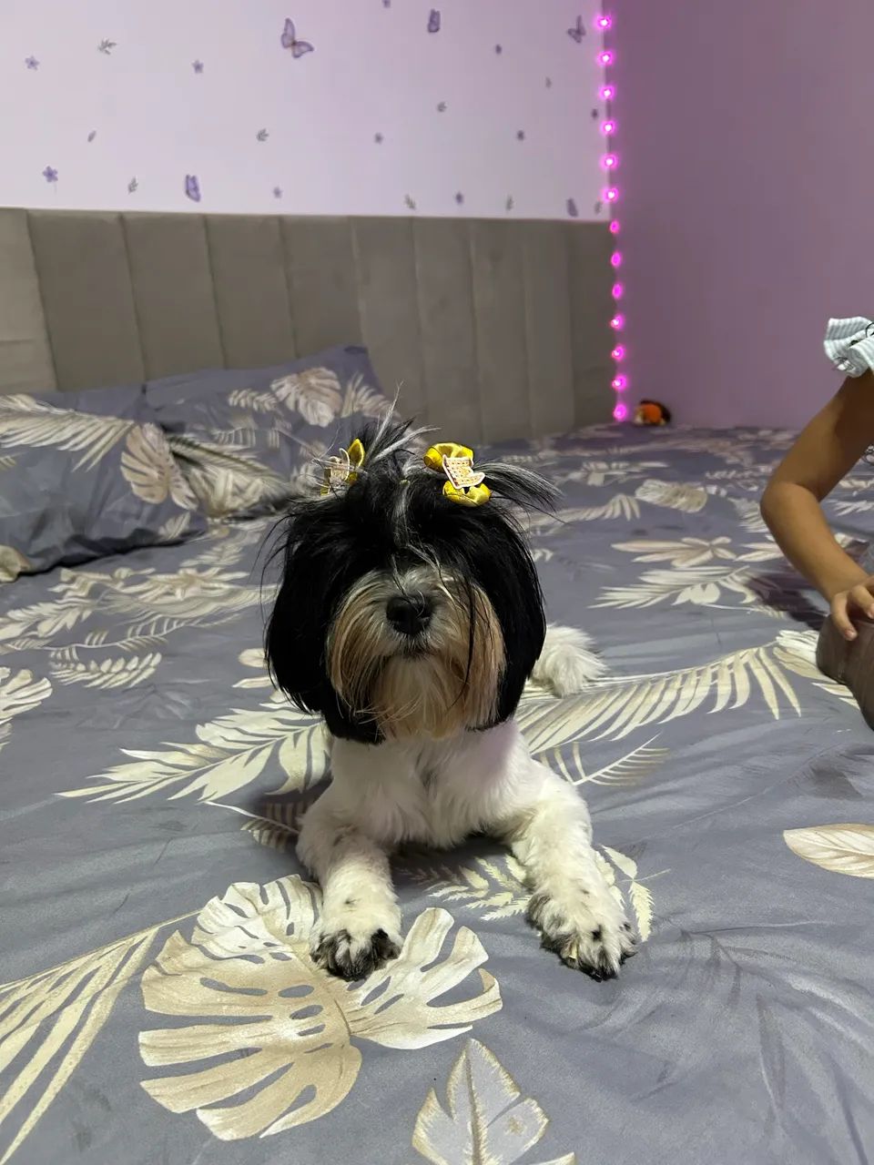 Filhote de lhasa apso - Foto 5