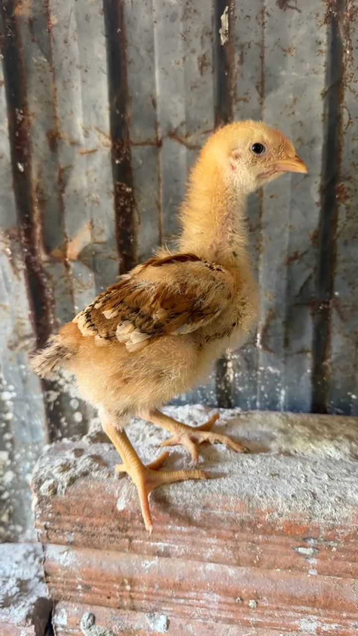 Pintinho caipira  - Foto 2