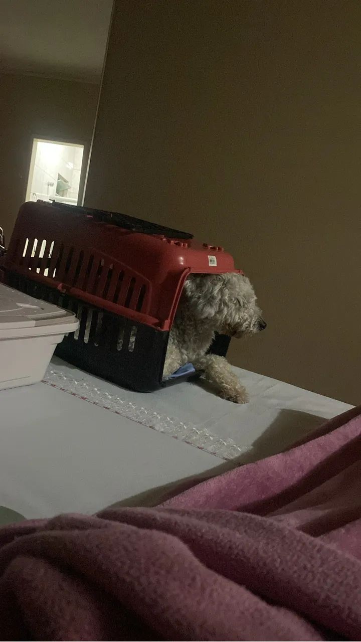 Cachorro podlle  - Foto 3