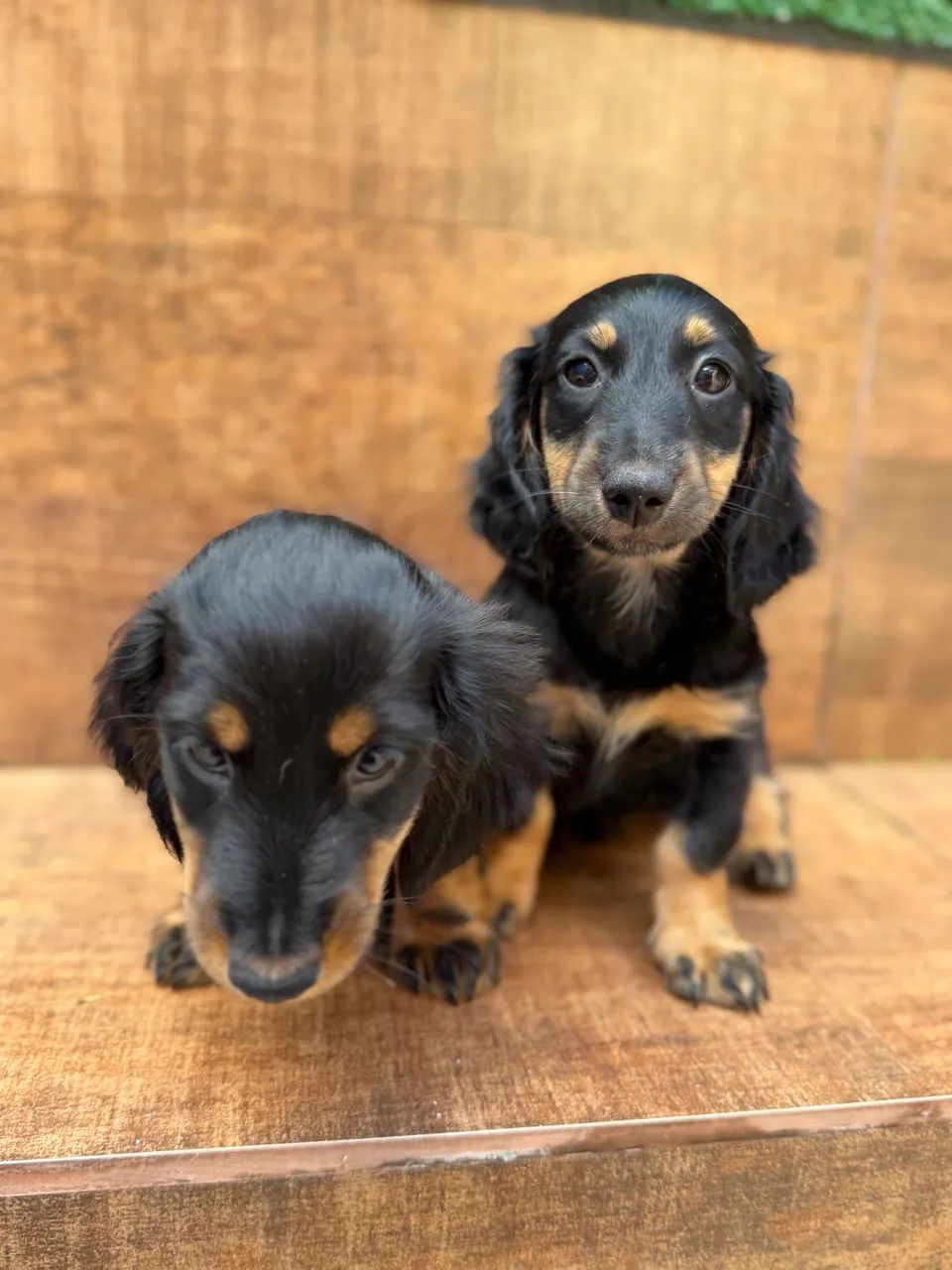 Daschshund pelo longo preto  - Foto 2