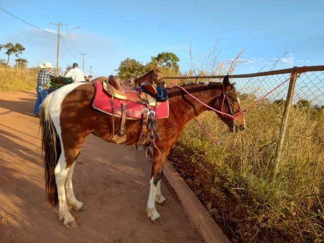 Cavalo pampa porte médio
