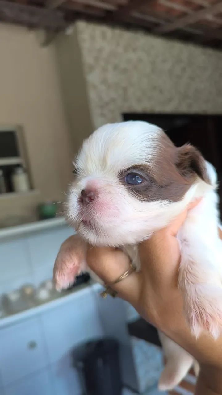 Vendo shihtzu  - Foto 2