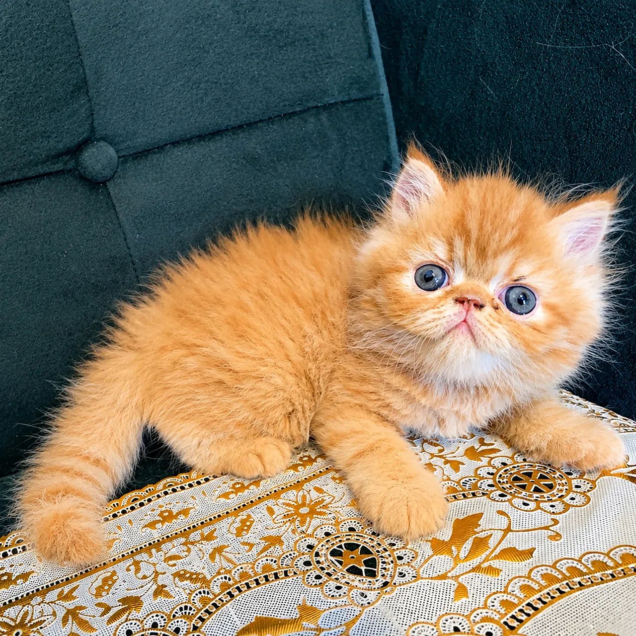 Gata persa - Foto 2