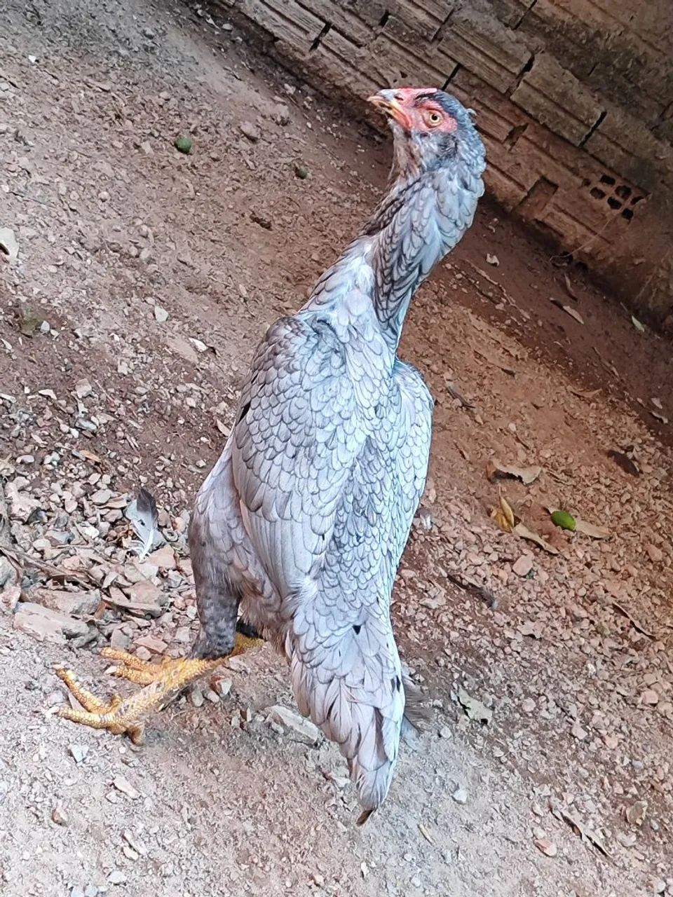 Vendo  - Foto 3
