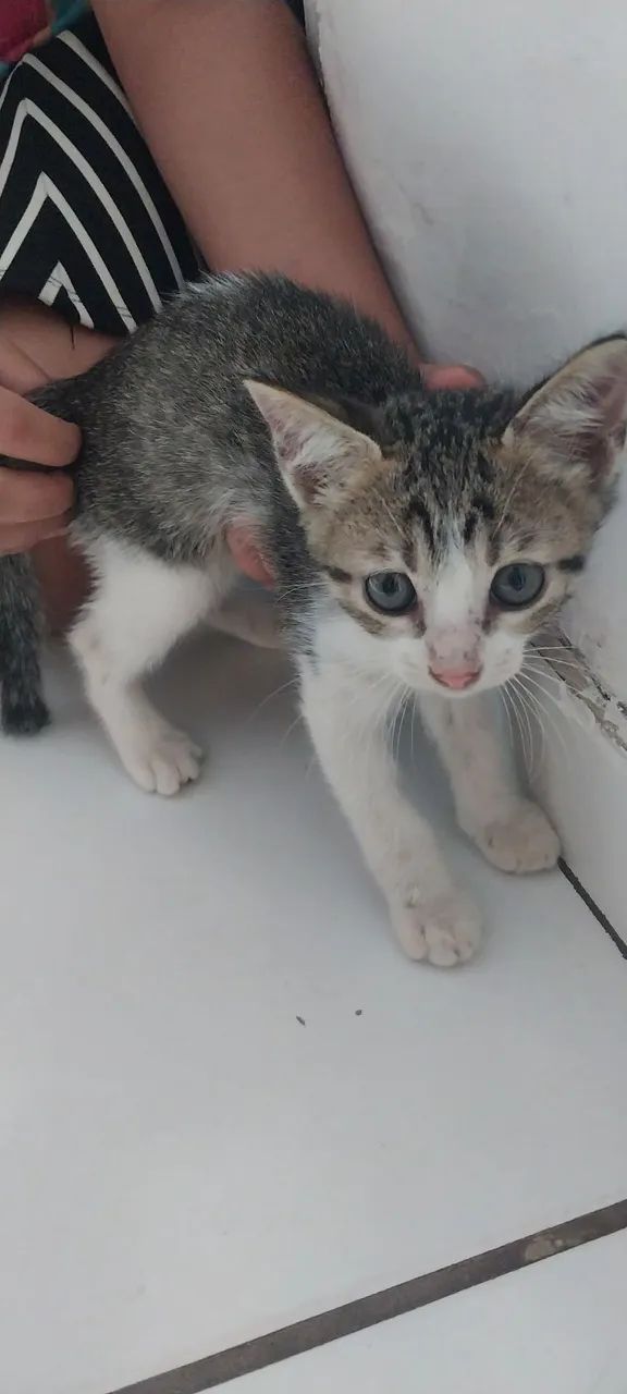 Gatos  - Foto 3