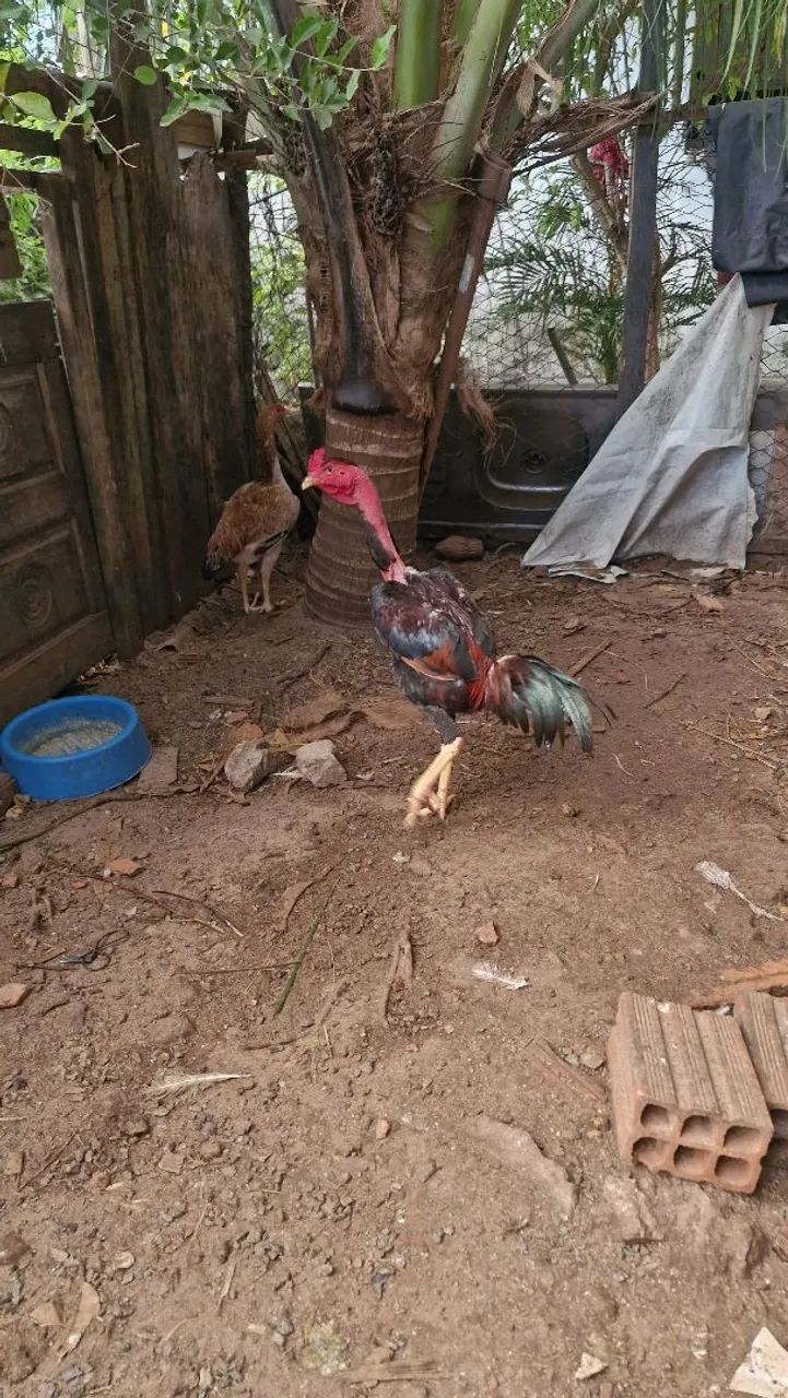 Vende se galo polaco carioca - Foto 5