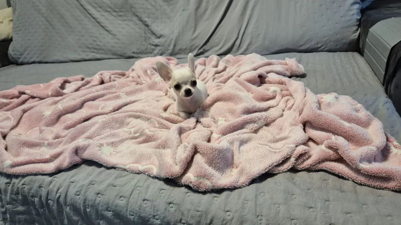 Chihuahua  - Foto 3