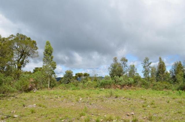 Terreno residencial à venda, vista do vale, canela. - Foto 5