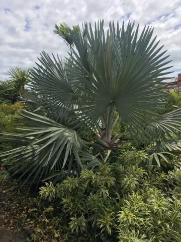 Palmeira Acúrcio - Foto 2