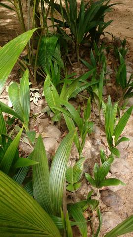 Planta - Foto 2