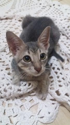 Doação de gatinho macho - Foto 3