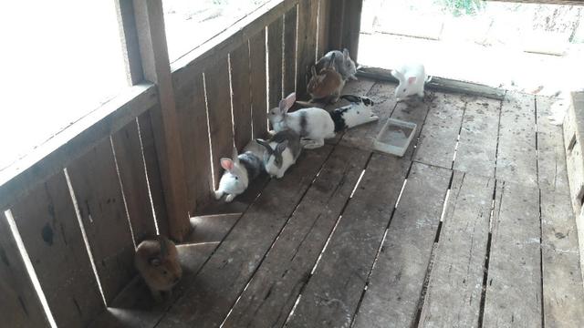 Venda de coelhos Nova Zelândia Mini Lion - Foto 4