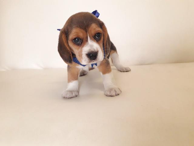 Beagle - Foto 5