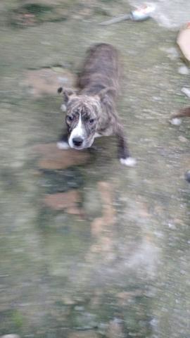 Vendo ou troco - Foto 4