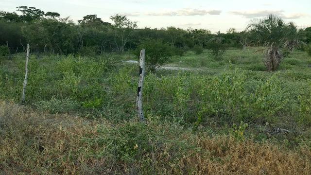 Terreno para Chácara ja cercado - Foto 9