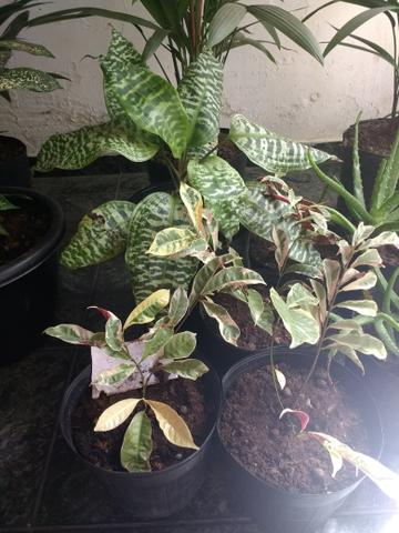 Plantas : Jabuticabeira, Palmeira Laca vermelha, Babosa, Dracena e Palmeira Phafia - Foto 2