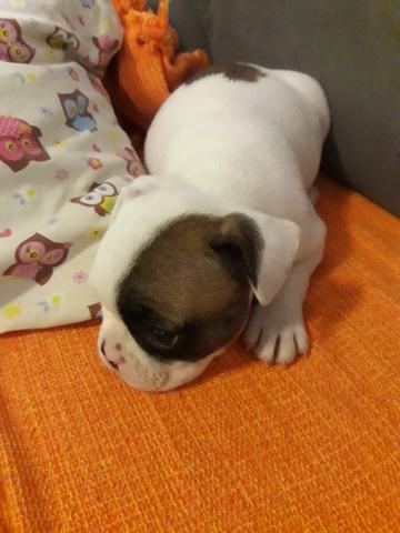 Bulldog Francês - Foto 3