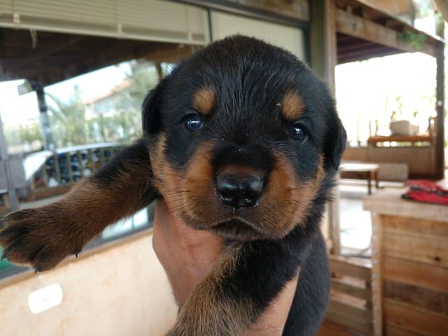 Filhotes de Rottweiler - Foto 6