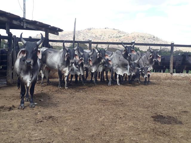 Guzera - Foto 4